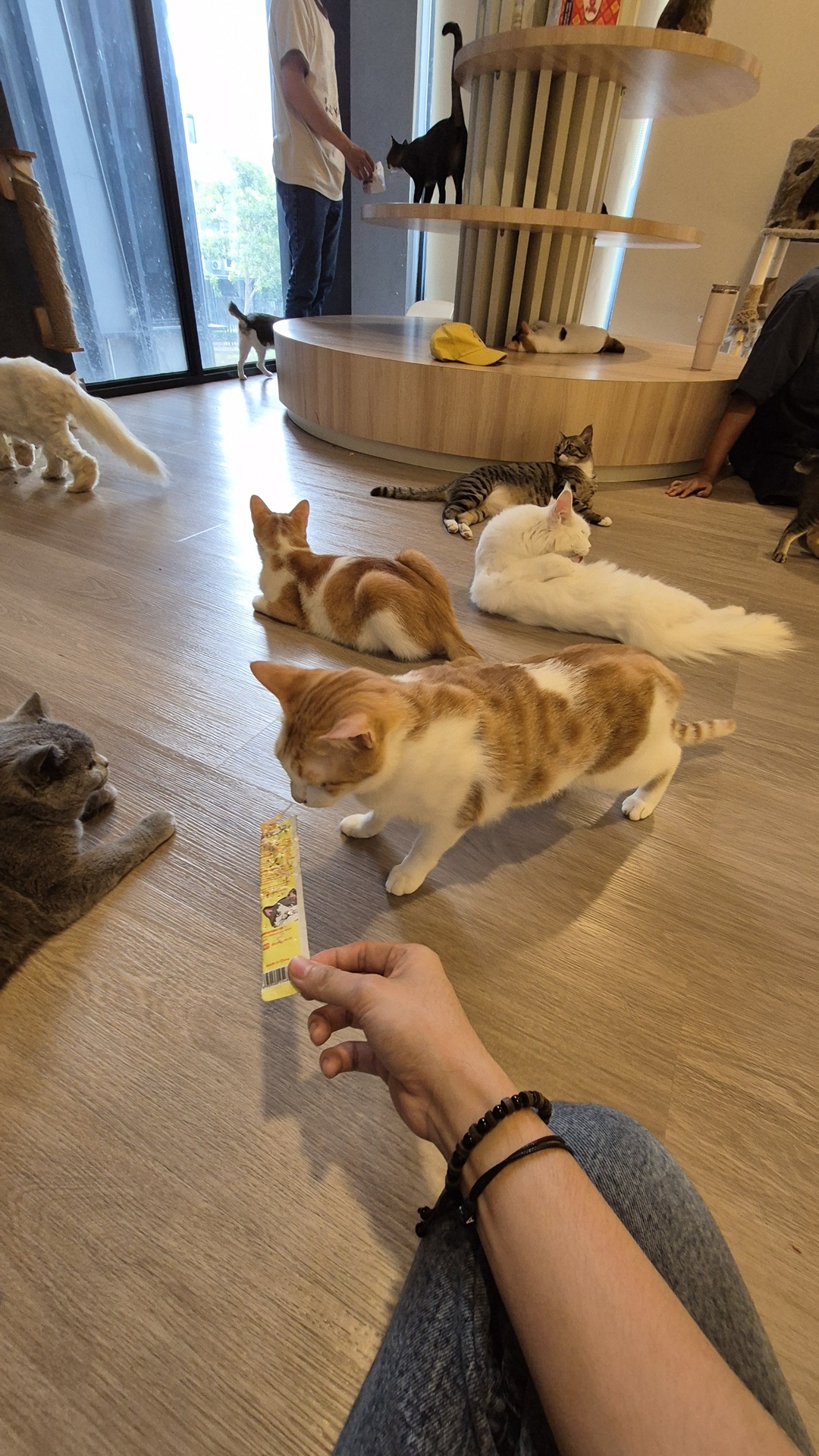paws up cat lounge