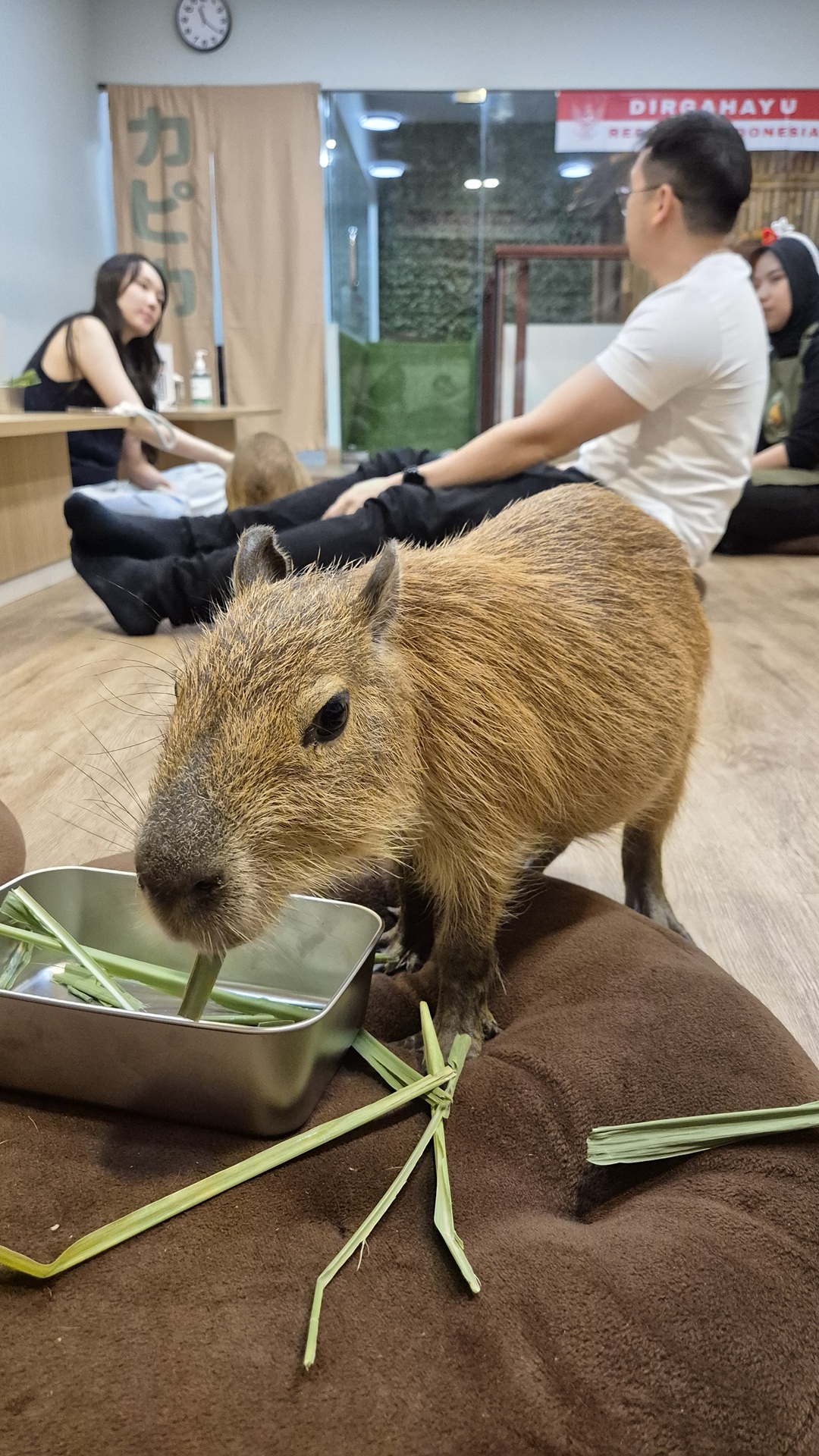 capyca pet cafe