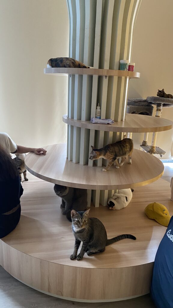 paws up cat lounge