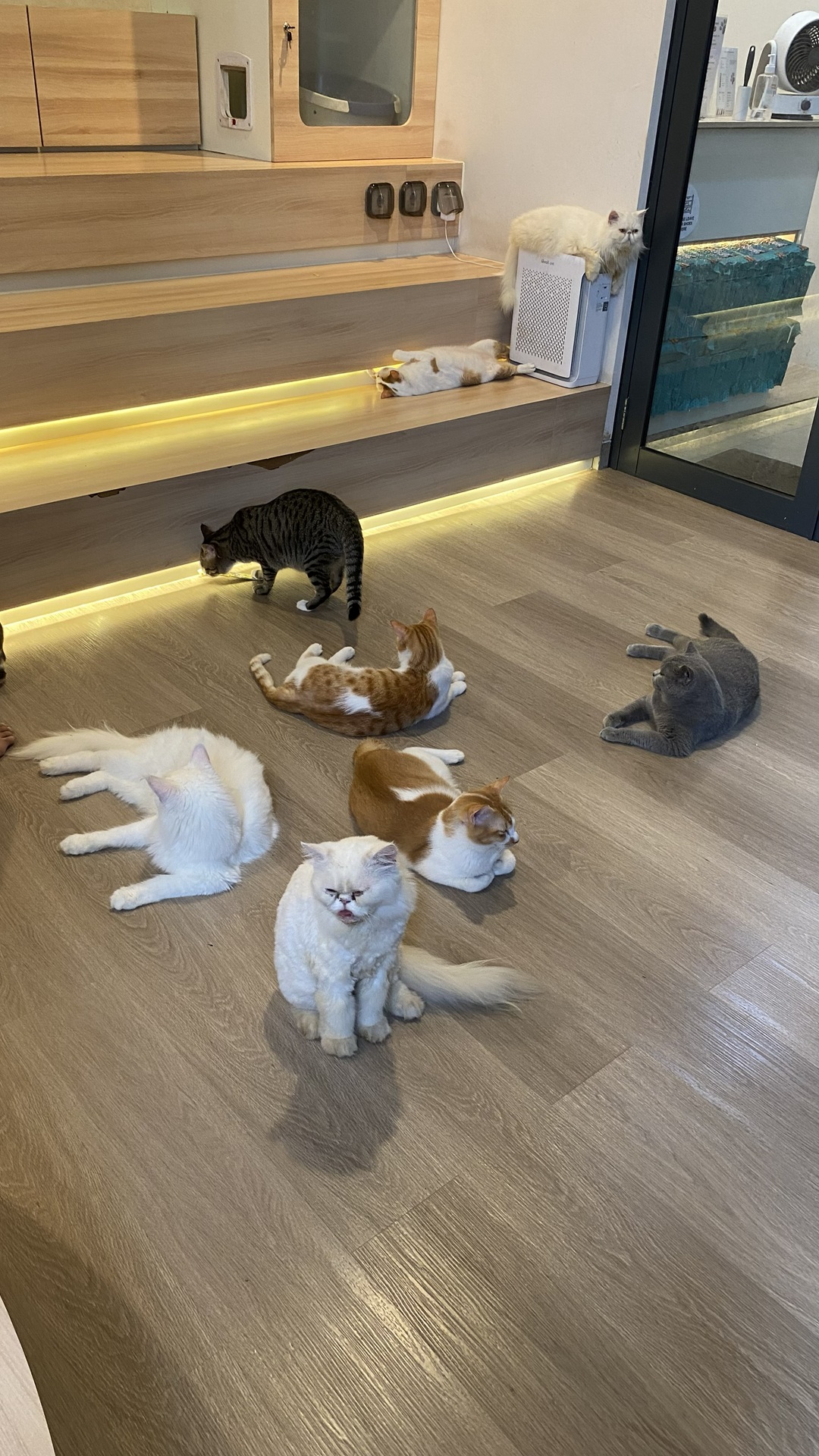 paws up cat lounge