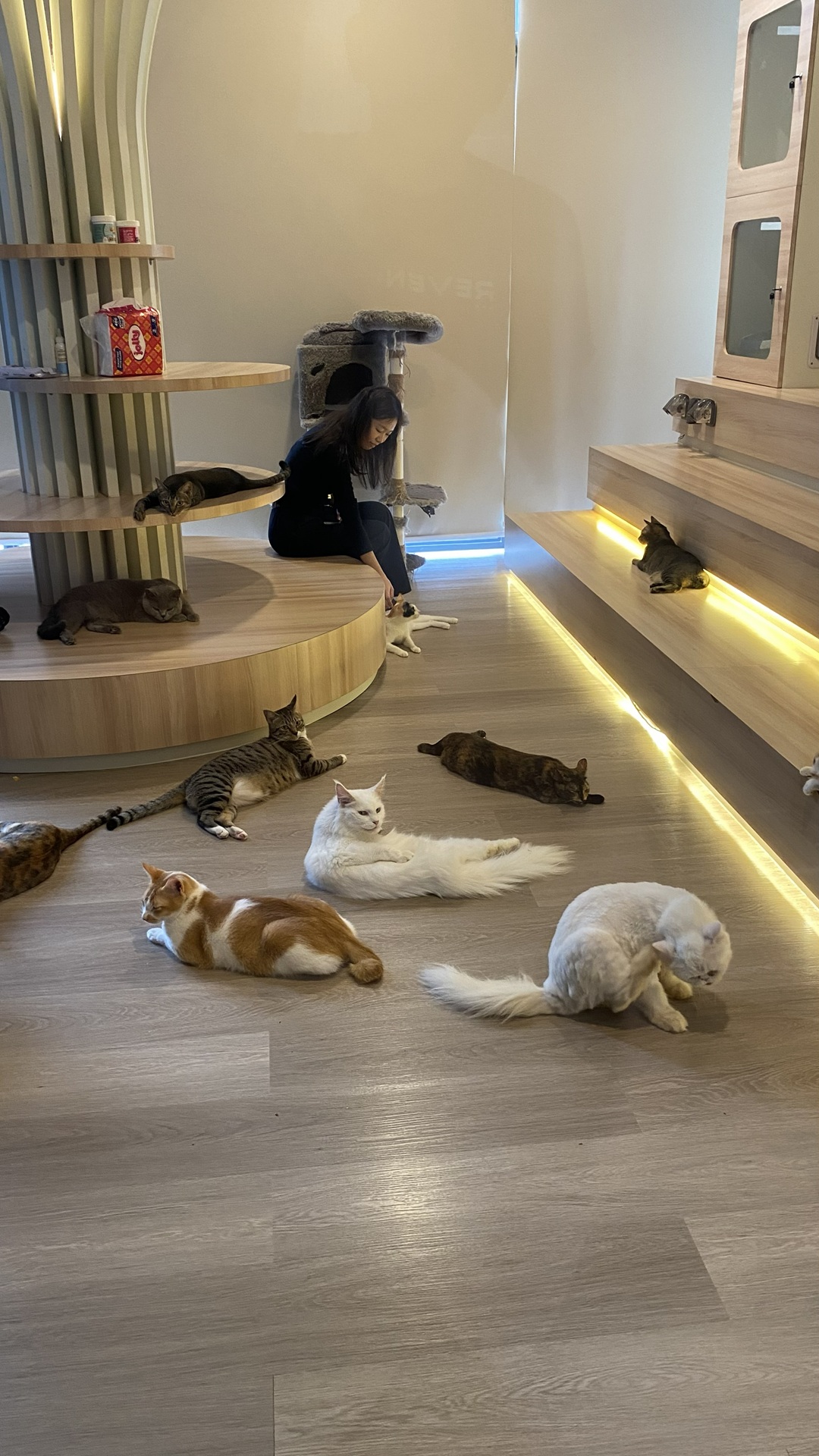 paws up cat lounge