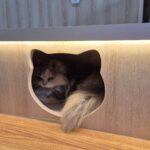 kopi cat by groovy