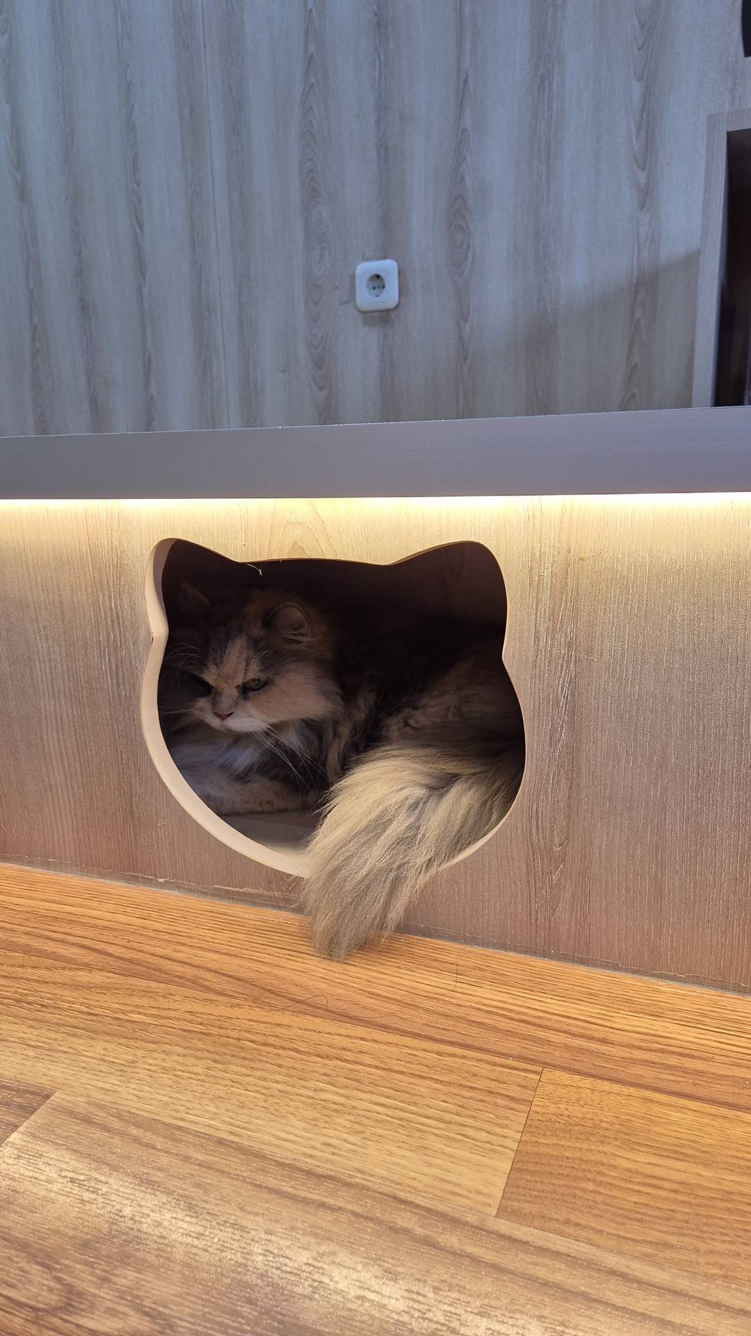 kopi cat by groovy